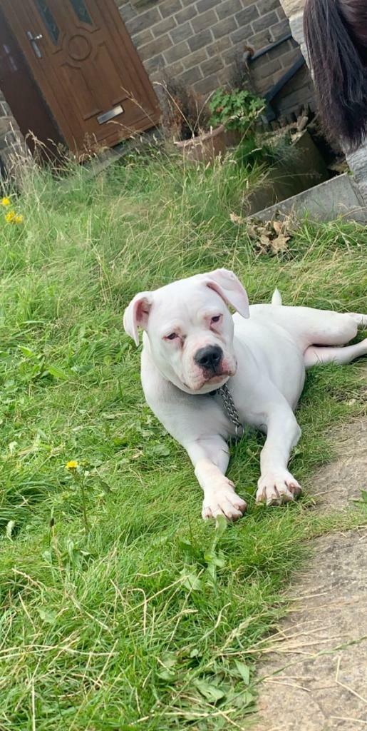 dogo argentino for sale gumtree